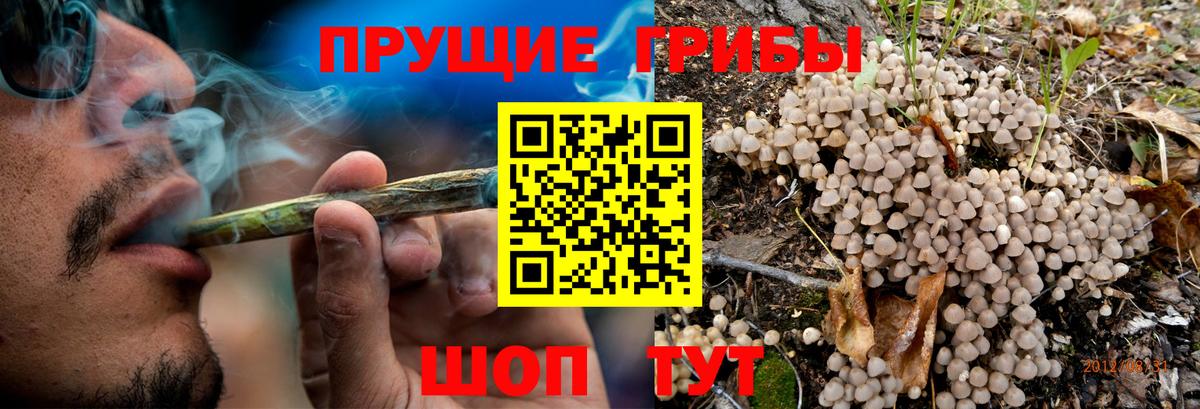 Псилоцибиновые грибы Psilocybe  Вход с VPN  Галлюциногенные грибы Psilocybe  Холмск 